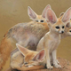 Illustration for article titled A message from team fennec fox.